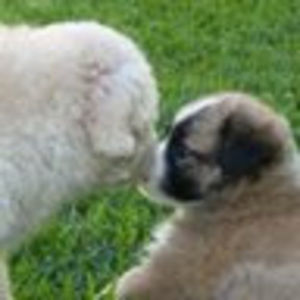 Meet your Posher, Isabel